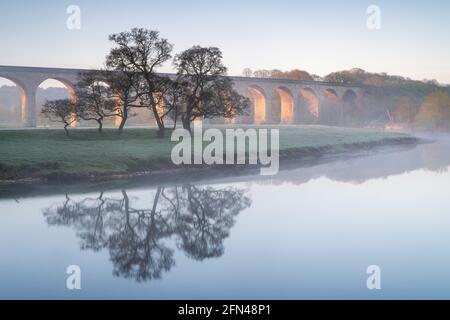A beautiful misty morning on the River Wharfe with a small copse of trees reflected in the water and the arches of Arthington Viaduct lit behind. Stock Photo
