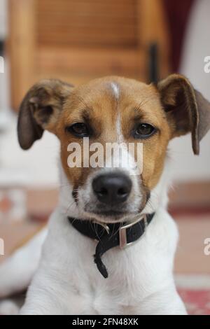 Close up of a very sweet little dog. Small dog posing for a portrait. Puppy with intense gaze looks into camera. Photo of a sweet jack russel. Stock Photo