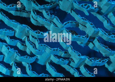 Industrially shredded cardboard packaging in blue light. For recycling waste materials, eco-friendly packaging, abstract shapes, shredding evidence. Stock Photo