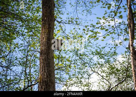 wooden bird cage in a koak trunk against a blue sky and green tree leaves. A bird cage is waiting for the birds to return in the spring. Stock Photo