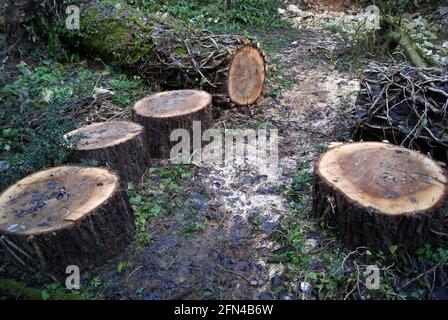 Cut tree trunk and tree stumps arranged in a circle. Life in the woods and in nature. Stock Photo