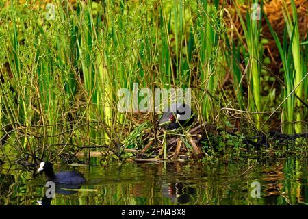 Stover lake provides a lovely home for wild birds Stock Photo