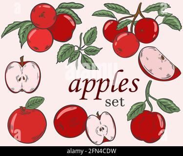 Apples set, vector. The apple is red. Whole halves and pieces of fruit on a branch. Grow food. Hand drawing. Sketch. Stock Vector