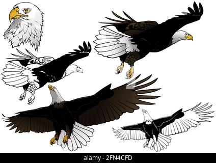 Set of Flying Bald Eagle Stock Vector