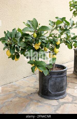 Small pot grown Lemon bush Stock Photo