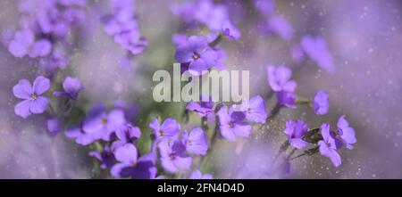 small violet flowers on a purple background Stock Photo