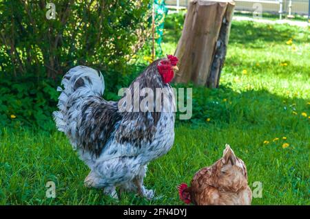 Closeup shot of a gray cochin rooster and brown hen walking on green grass Stock Photo