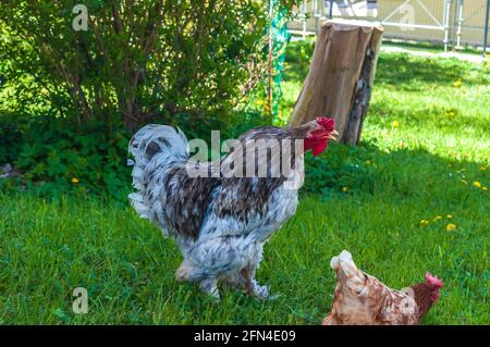 Closeup shot of a gray cochin rooster and brown hen walking on green grass Stock Photo