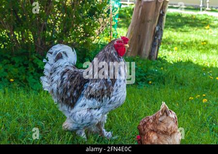 Closeup shot of a gray cochin rooster and brown hen walking on green grass Stock Photo