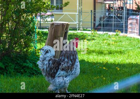 Closeup shot of a gray cochin rooster walking on green grass Stock Photo