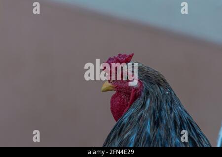 Closeup shot of gray cochin rooster head Stock Photo