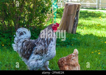 Closeup shot of a gray cochin rooster and brown hen walking on green grass Stock Photo