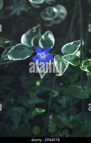 Gorgeous blue flower among green leaves. Periwinkle blue flower with five petals blooms in spring. Blue and green. Stock Photo