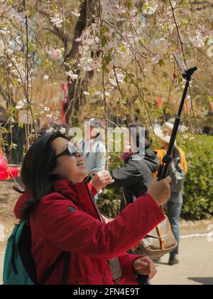 Tourist lady takes a selfie in a Japanese park. Smiling woman with sunglasses using a selfie stick under a blossoming cherry tree. Japanese lifestyle Stock Photo