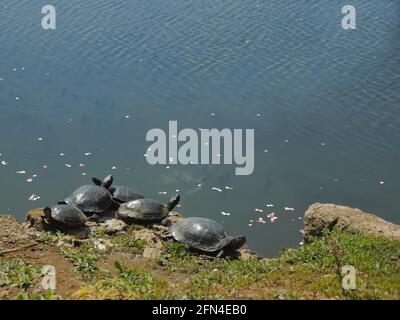 Turtles sunbathe by a pond. Sea turtles basking in the sun on a summer day. Animals in groups. Stock Photo
