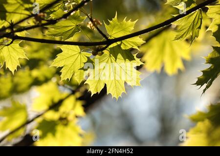 Spring maple leaves on a twig in the forest Stock Photo