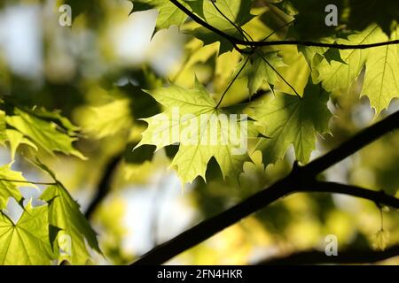 Spring maple leaves on a twig in the forest Stock Photo