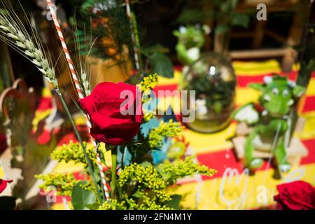 A red rose and the catalan flag are seen in a shop window during the traditional catalan celebration of Sant Jordi in Spain. Sant Jordi is a classic c Stock Photo