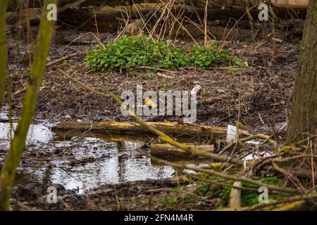 Plastic and soda cans pollute a small river Stock Photo