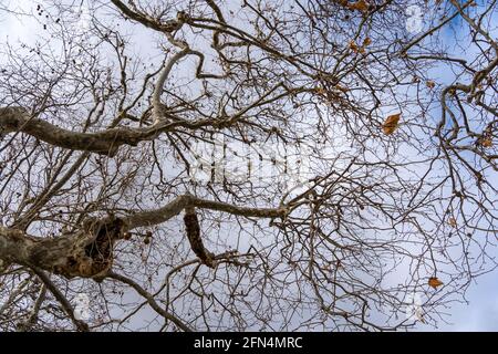 Branches of plane trees - Platanus - in winter time. Stock Photo