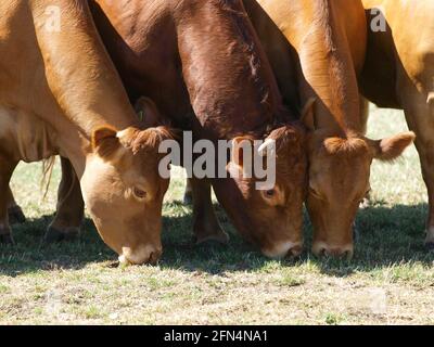 A small herd of cattle grazing in a summer paddock. Stock Photo