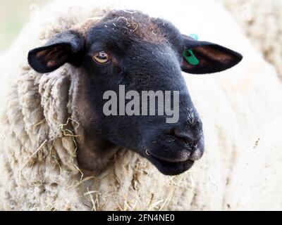 A head shot of a black faced sheep with an ear tag. Stock Photo