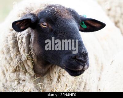 A black faced suffolk ewe sheep with her four black newborn A black faced suffolk ewe sheep with her four black newborn