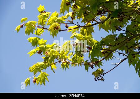 Acer japonicum Vitifolium spring leaves tree Stock Photo