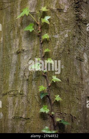 BACKGROUND TEXTURE - New growth of common ivy (Hedera helix) growing up a tree trunk Stock Photo