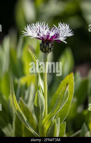 Closeup of flower of perennial cornflower, Centaurea montana 'Purple Heart', in spring in the UK Stock Photo