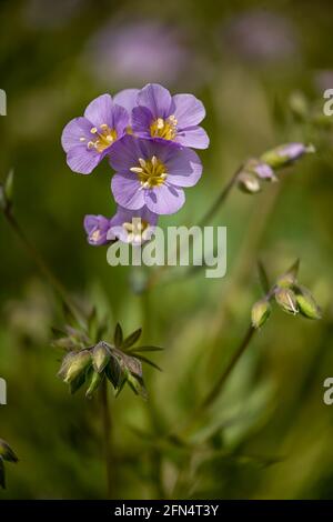 Closeup of flowers of Jacob's Ladder, Polemonium 'Lambrook Mauve', in spring in the UK Stock Photo