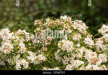 Closeup of flowers of Mexican orange blossom, Choisya x dewitteana 'Aztec Pearl', bush in the spring Stock Photo