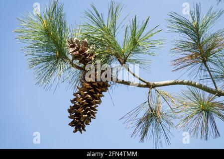 Mexican White Pine, Pinus ayacahuite cone Stock Photo