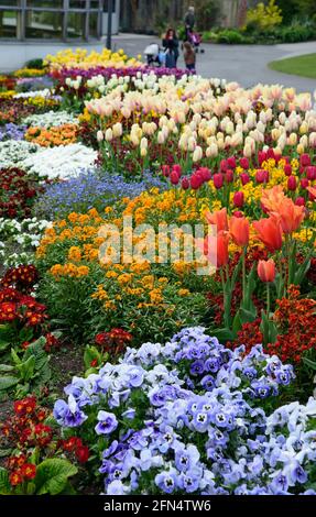 Dublin, Ireland 02 May, 2021. Flowers blossom in National Botanic garden in Dublin, Ireland Stock Photo