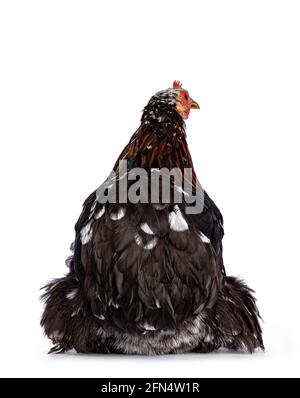 Black and white mottled bantam Cochin chicken or hen with brown color variety in neck, sitting backwards. Isolated on white background. Stock Photo