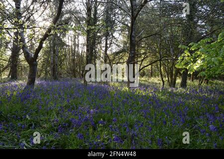 Bluebell Woods landscape #2 Stock Photo