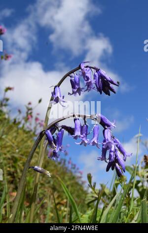 Bluebells & Blue Sky Stock Photo