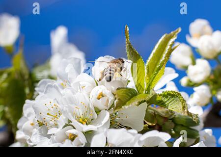 Macro close-up bee pollinates flowering apricot tree, collects pollen. Spring flowering of fruit trees. Stock Photo