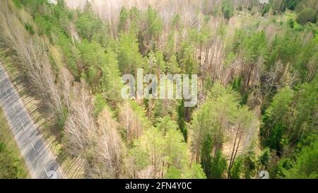 Drone view of the road in the spruce-birch forest in spring on a sunny day near the village Stock Photo