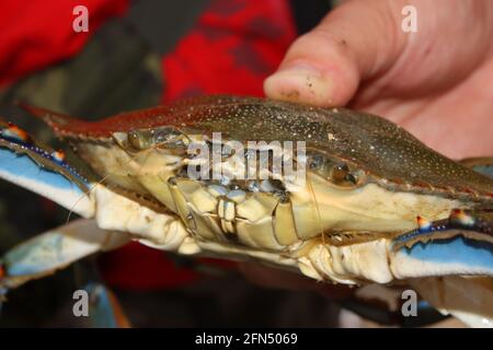 blue crab (Callinectes sapidus) in the hand of fisherman Stock Photo