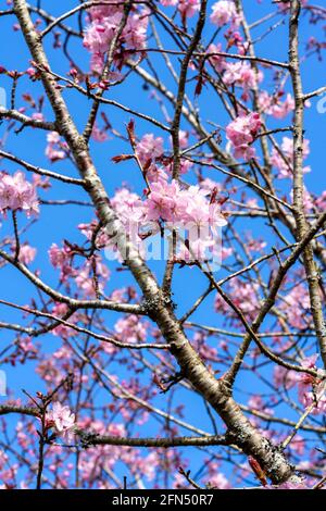 Prunus sargentii a springtime flowering cherry tree plant with pink flower blossom in the spring season which is commonly known as Sargent's cherry, s Stock Photo