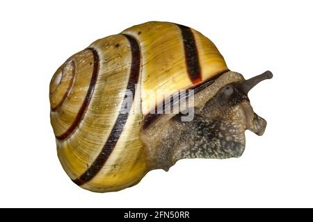 Garden snail which is a mollusc gastropod insect with a shell cut out and isolated on a white background, stock photo image Stock Photo
