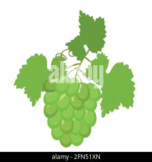 fruit grape branch on white background, bunch of grapes Stock Vector