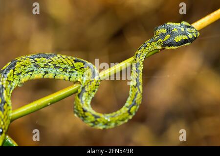 Sri Lankan Green Pit Viper, Trimeresurus trigonocephalus, Sinharaja National Park Rain Forest, Sinharaja Forest Reserve, World Heritage Site, UNESCO, Stock Photo