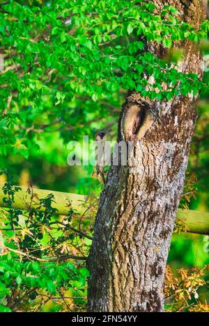 Woodpecker hanging on an oak trunk Stock Photo