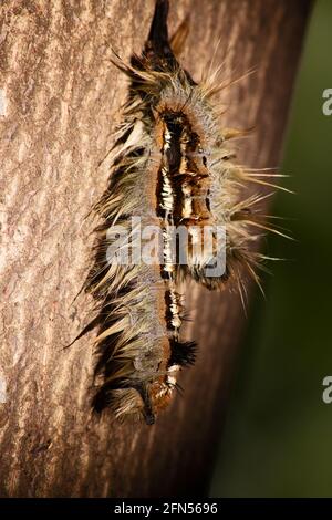 Hairy Caterpillar of the Cape Lappet Moth 13149 Stock Photo