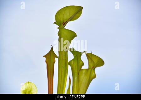 close up of pitcher plant Stock Photo