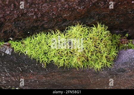 https://www.alamy.com/tortella-tortuosa-commonly-known-as-frizzled-crisp-moss-image454747621.html