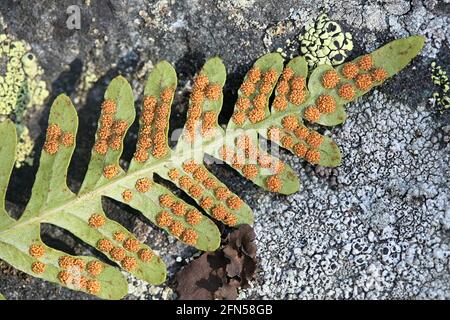 Sorus or a cluster of sporangia of Polypodium vulgare, the common polypody, also called the rockcap fern Stock Photo