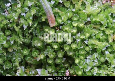 Tetraphis pellucida, commonly known as the pellucid four-tooth moss Stock Photo